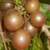 Carlos Bronze Muscadine Grape Vine - 1 Gallon Pot 2 Carlos Bronze Muscadine Grape Vine - 1 Gallon Pot -Garden & Outdoor Sale Shop Muscadine Carlos 1