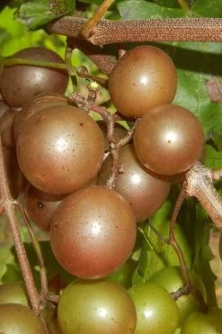 Carlos Bronze Muscadine Grape Vine - 1 Gallon Pot