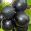 Cowart Black Muscadine Grape Vine - 6 Pack Of 1 Gallon Pots -Garden & Outdoor Sale Shop Muscadine Cowart 1 1