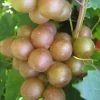 Fry Bronze Muscadine Grape Vine - 1 Gallon Pot -Garden & Outdoor Sale Shop Muscadine Fry 1