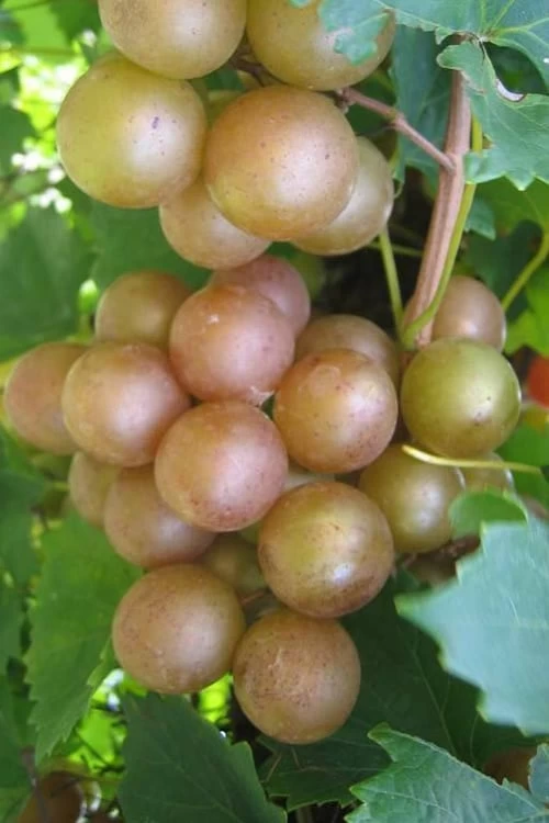 Fry Bronze Muscadine Grape Vine - 1 Gallon Pot 3 Fry Bronze Muscadine Grape Vine - 1 Gallon Pot