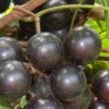 Lane Muscadine Grape Vine (Self Fertile) - 1 Gallon Pot -Garden & Outdoor Sale Shop Muscadine Lane 500x750 1