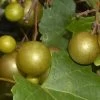Summit Muscadine - 1 Gallon Pot -Garden & Outdoor Sale Shop Muscadine Summit 500x750 1