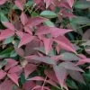 Flirt Dwarf Nandina - 6 Pack Of 1 Gallon Pots -Garden & Outdoor Sale Shop Nandina Flirt 10