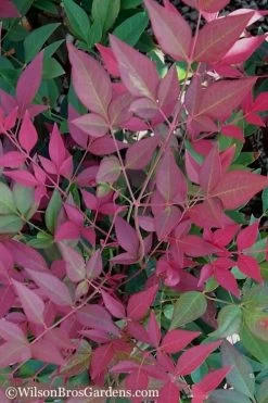 Flirt Dwarf Nandina - 6 Pack Of 1 Gallon Pots 11 Flirt Dwarf Nandina - 6 Pack Of 1 Gallon Pots -Garden & Outdoor Sale Shop Nandina Flirt 11