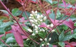 Flirt Dwarf Nandina - 6 Pack Of 1 Gallon Pots 12 Flirt Dwarf Nandina - 6 Pack Of 1 Gallon Pots -Garden & Outdoor Sale Shop Nandina Flirt 12