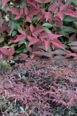 Flirt Dwarf Nandina - 6 Pack Of 1 Gallon Pots 13 Flirt Dwarf Nandina - 6 Pack Of 1 Gallon Pots -Garden & Outdoor Sale Shop Nandina Flirt 500x750 1