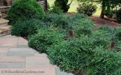 Harbor Belle Dwarf Nandina - 6 Pack Of 1 Gallon Pots -Garden & Outdoor Sale Shop Nandina Harbor Belle 11 1