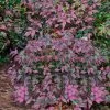 Harbor Belle Dwarf Nandina - 3 Gallon Pot -Garden & Outdoor Sale Shop Nandina Harbor Belle 16 2