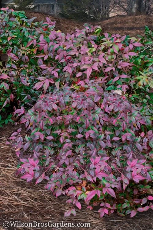 Harbor Belle Dwarf Nandina - 3 Gallon Pot 3 Harbor Belle Dwarf Nandina - 3 Gallon Pot