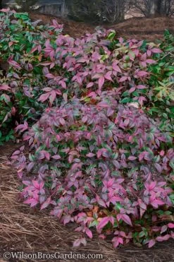 Harbor Belle Dwarf Nandina - 1 Gallon Pot
