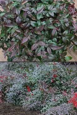 Harbor Belle Dwarf Nandina - 6 Pack Of 1 Gallon Pots -Garden & Outdoor Sale Shop Nandina Harbor Belle 500x750 2