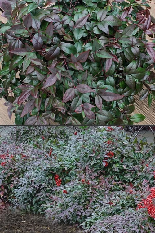 Harbor Belle Dwarf Nandina - 3 Gallon Pot 7 Harbor Belle Dwarf Nandina - 3 Gallon Pot - Image 5