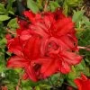 Augies Red Aromi Azalea (Rhododendron Hybrid) - 3 Gallon Pot -Garden & Outdoor Sale Shop Native Azalea Augies Red 3