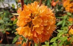 Dons Variegated Native Azalea - Rhododendron - 3 Gallon Pot -Garden & Outdoor Sale Shop Native Azalea Dons Variegated 10