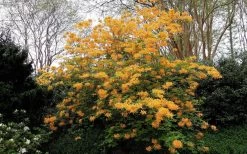 Escatawpa Florida Flame Native Azalea (Rhododendron Austrinum) - 3 Gallon Pot -Garden & Outdoor Sale Shop Native Azalea Escatawpa 4