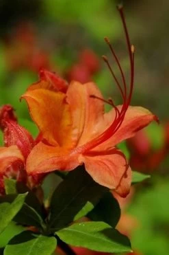 Flame Azalea (Rhododendron Calendulaceum) - 3 Gallon Pot -Garden & Outdoor Sale Shop Native Azalea Flame 1