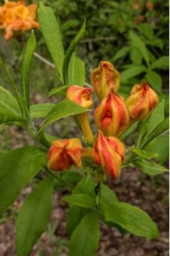 Flame Azalea (Rhododendron Calendulaceum) - 3 Gallon Pot -Garden & Outdoor Sale Shop Native Azalea Flame 14