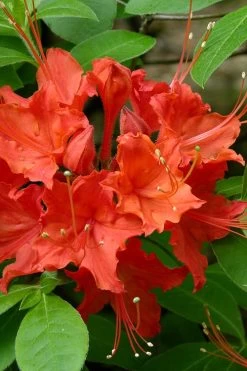 Flame Azalea (Rhododendron Calendulaceum) - 3 Gallon Pot -Garden & Outdoor Sale Shop Native Azalea Flame 16