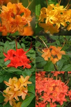 Flame Azalea (Rhododendron Calendulaceum) - 3 Gallon Pot -Garden & Outdoor Sale Shop Native Azalea Flame 17