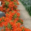 Flame Azalea (Rhododendron Calendulaceum) - 3 Gallon Pot -Garden & Outdoor Sale Shop Native Azalea Flame 20