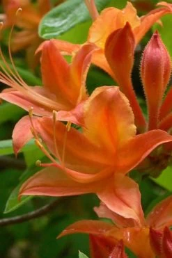 Flame Azalea (Rhododendron Calendulaceum) - 3 Gallon Pot -Garden & Outdoor Sale Shop Native Azalea Flame 4