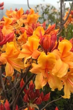 Four Kings Aromi Azalea (Rhododendron Hybrid) - 3 Gallon Pot -Garden & Outdoor Sale Shop Native Azalea Four Kings 8