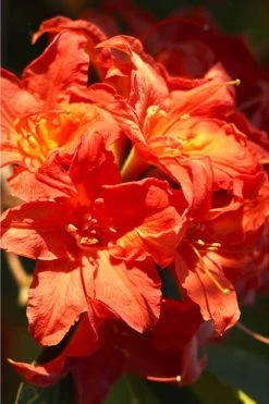 Great Balls Of Fire Aromi Azalea (Rhododendron) - 3 Gallon Pot -Garden & Outdoor Sale Shop Native Azalea Great Balls Of Fire 1