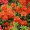 Great Balls Of Fire Aromi Azalea (Rhododendron) - 3 Gallon Pot 1 Great Balls Of Fire Aromi Azalea (Rhododendron) - 3 Gallon Pot -Garden & Outdoor Sale Shop Native Azalea Great Balls Of Fire 2