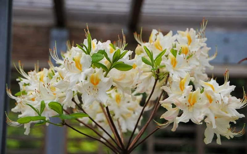 High Tide Aromi Azalea (Deciduous Rhododendron Hybrid) - 3 Gallon Pot 6 High Tide Aromi Azalea (Deciduous Rhododendron Hybrid) - 3 Gallon Pot - Image 4