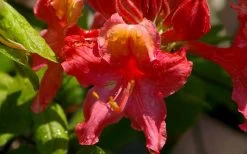 Jeb Stuart Native Azalea (Rhododendron) - 1 Gallon Pot -Garden & Outdoor Sale Shop Native Azalea Jeb Stuart 3