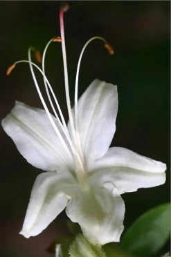 June Jubilee Aromi Azalea (Rhododendron Hybrid) - 3 Gallon Pot -Garden & Outdoor Sale Shop Native Azalea June Jubilee 2