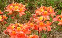 King's Trumpeter Aromi Azalea (Rhododendron Hybrid) - 3 Gallon Pot -Garden & Outdoor Sale Shop Native Azalea Kings Trumpeter 3
