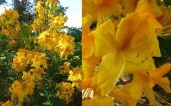 King's Wizard Aromi Azalea (Rhododendron Hybrid) - 1 Gallon Pot -Garden & Outdoor Sale Shop Native Azalea Kings Wizard 4