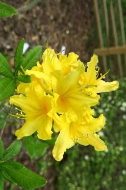 Lemonade Aromi Azalea (Rhododendron Hybrid) - 3 Gallon Pot -Garden & Outdoor Sale Shop Native Azalea Lemonade 10