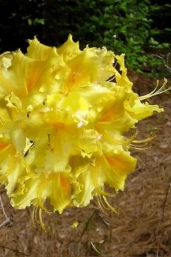 Lemonade Aromi Azalea (Rhododendron Hybrid) - 3 Gallon Pot