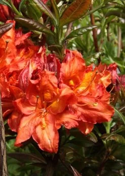Mary Poppins Azalea (Rhododendron) - 5 Gallon Pot -Garden & Outdoor Sale Shop Native Azalea Mary Poppins 5