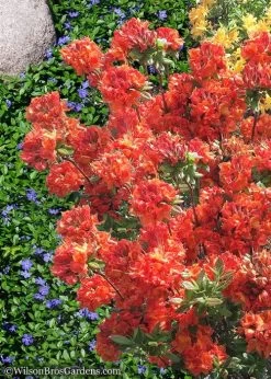 Mary Poppins Azalea (Rhododendron) - 5 Gallon Pot -Garden & Outdoor Sale Shop Native Azalea Mary Poppins 6