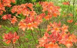 Mauvilla Gold Aromi Azalea (Rhododendron Hybrid) - 1 Gallon Pot -Garden & Outdoor Sale Shop Native Azalea Mauvila Gold 1