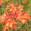 Mauvilla Gold Aromi Azalea (Rhododendron Hybrid) - 1 Gallon Pot -Garden & Outdoor Sale Shop Native Azalea Mauvila Gold 10