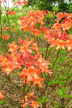 Mauvilla Gold Aromi Azalea (Rhododendron Hybrid) - 1 Gallon Pot -Garden & Outdoor Sale Shop Native Azalea Mauvila Gold 2