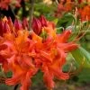 Oconee Native Azalea - Rhododendron Flammeum Speciosum - 3 Gallon Pot -Garden & Outdoor Sale Shop Native Azalea Oconee Flammeum 11