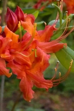 Oconee Native Azalea - Rhododendron Flammeum Speciosum - 3 Gallon Pot -Garden & Outdoor Sale Shop Native Azalea Oconee Flammeum 12