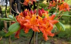 Oconee Native Azalea - Rhododendron Flammeum Speciosum - 3 Gallon Pot -Garden & Outdoor Sale Shop Native Azalea Oconee Flammeum 20