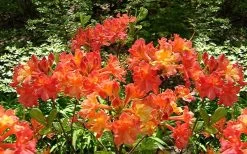 Oconee Native Azalea - Rhododendron Flammeum Speciosum - 3 Gallon Pot -Garden & Outdoor Sale Shop Native Azalea Oconee Flammeum 4