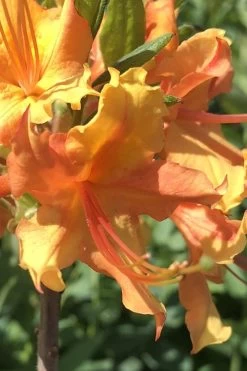 Orange Marmalade Native Azalea - 1 Gallon Pot