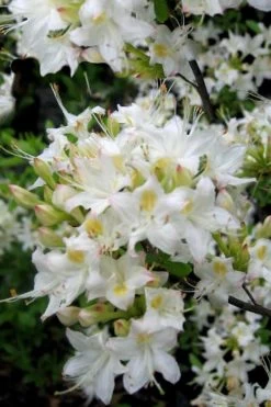 Pete McNees White Native Azalea - Rhododendron Albamanense - 3 Gallon Pot -Garden & Outdoor Sale Shop Native Azalea Pete McNees 1