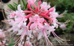 Varnadoes Phlox Pink Native Azalea - Rhododendron Canescens - 3 Gallon Pot -Garden & Outdoor Sale Shop Native Azalea Phlox Pink 30