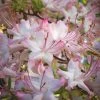 Pink Alabama Native Azalea - Rhododendron - 3 Gallon Pot -Garden & Outdoor Sale Shop Native Azalea Pink Alabamense 4