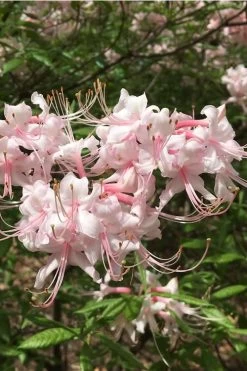 Pink Alabama Native Azalea - Rhododendron - 3 Gallon Pot -Garden & Outdoor Sale Shop Native Azalea Pink Alabamense 5